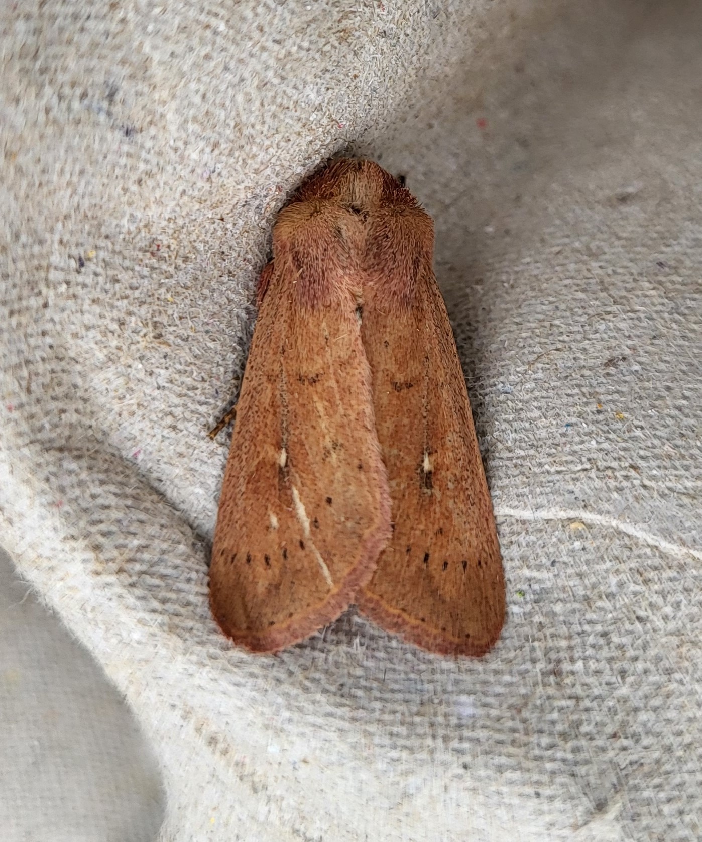 Photo of Clay (Mythimna ferrago)